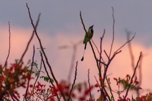 a bird perched on top of a tree branch at Latica Lodge in Playa Negra