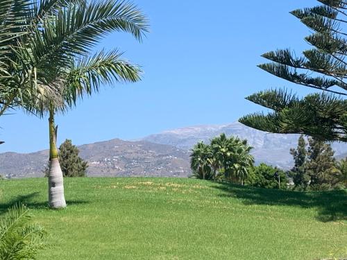 a palm tree in a field with mountains in the background at Casa Aire de Mar, modern house with private pool, overlooking Baviera golf, within walking distance of beach in Vélez-Málaga