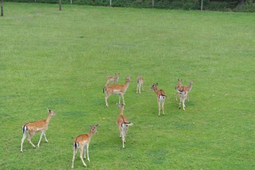 Animaux dans l'hôtel ou à proximité