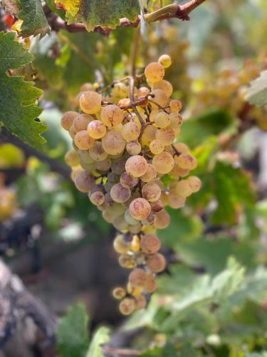 a bunch of grapes hanging from a tree at CASA rural DOLORES en Adeje in Adeje