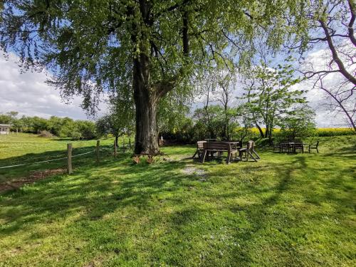 a picnic table under a tree in a field at Gutshaus Thorstorf FeWo Groß Schwansee in Warnow