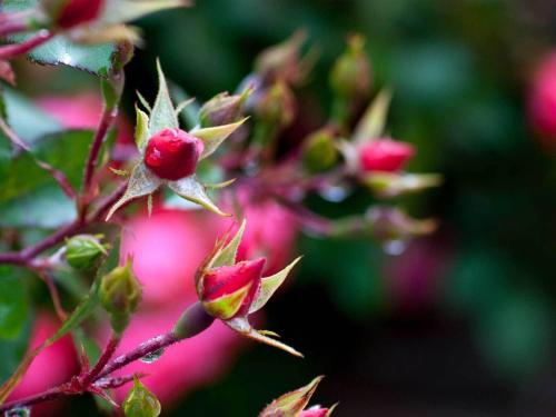 a group of pink flowers on a tree at La Vigna Hotel in Bonea