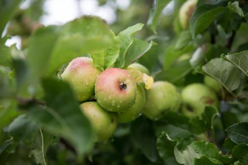 a bunch of apples growing on a tree at Jasmine Cottage, Upper Slaughter, Cotswolds in Cheltenham