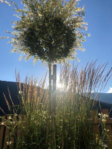 a tree in the middle of a field of grass at Gschlössle Ferienwohnungen in Jerzens