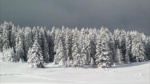 a snow covered forest of trees with snow covered branches at Maison de la Combe des Cives in Chapelle-des-Bois