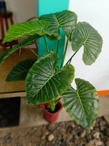 a plant with large green leaves in a red pot at SmallFry's Beach Resort in Calatrava