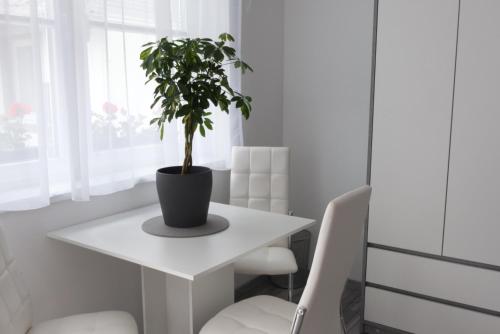 a plant sitting on a white table in a room at Gabriella Panzió in Bük