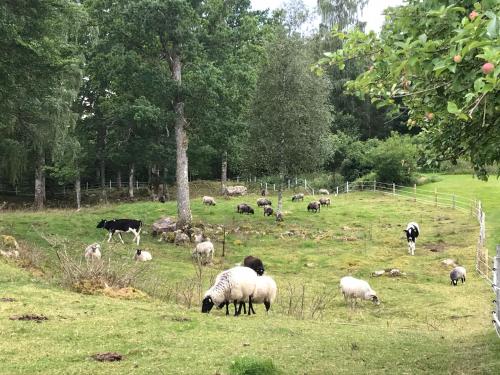 Tiere in der Lodge oder in der Nähe