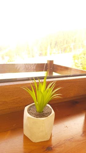 a plant in a pot sitting in front of a window at Vlašićka priča Eko Fis in Vlasic