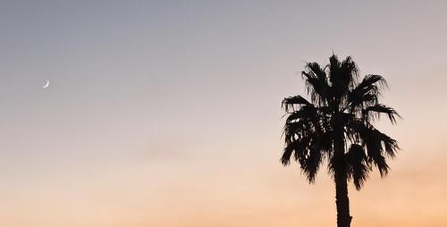 a palm tree with the sky in the background at La Dimora Degli Artisti in Catanzaro