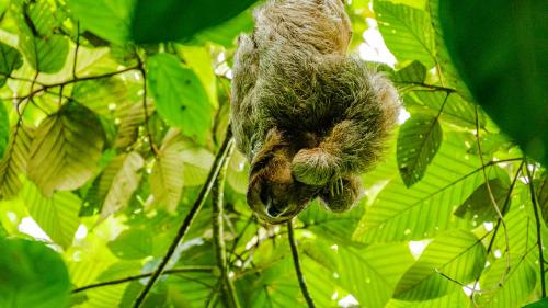 a animal hanging from a tree with green leaves at Agutipaca Bungalows in Bagaces