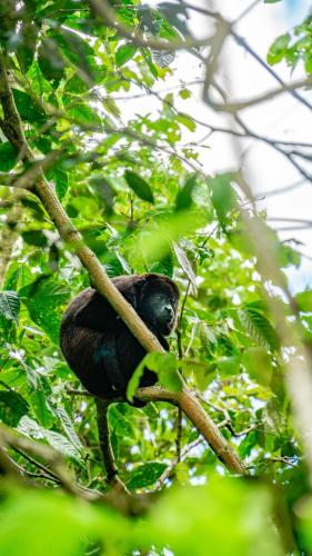 a monkey is sitting on a tree branch at Agutipaca Bungalows in Bagaces