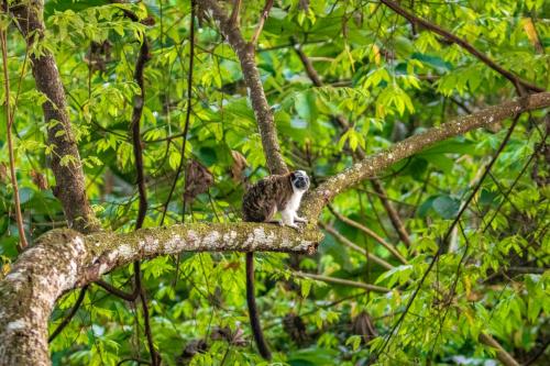 a monkey sitting on top of a tree branch at Summit Rainforest Golf Resort & All Inclusive in Paraíso