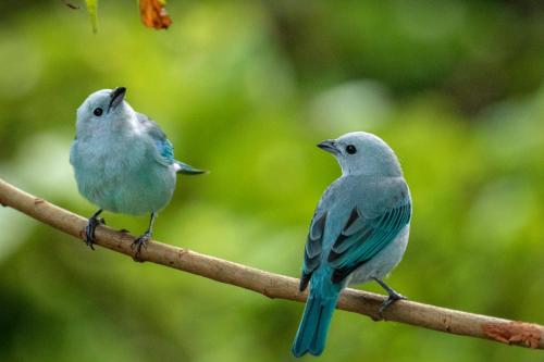 two birds sitting on a tree branch at Summit Rainforest Golf Resort & All Inclusive in Paraíso
