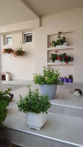a cat laying on the floor next to potted plants at Lovely Private Flats FREE parking in Novi Sad