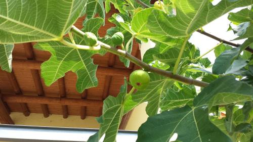 a branch of a tree with green apples on it at Agriturismo La Palazzina in Castelnuovo del Garda