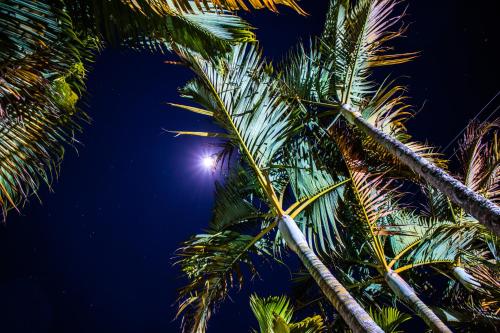 a group of palm trees with a light in the sky at Pousada Sonho Meu in Itanhandu