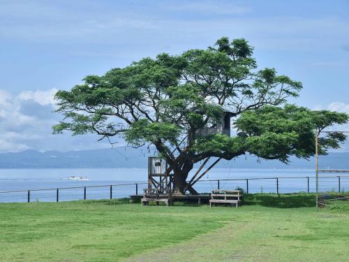 a tree with a bench in front of the ocean at YUKUSA OHSUMI UMI no GAKKO in Kanoya