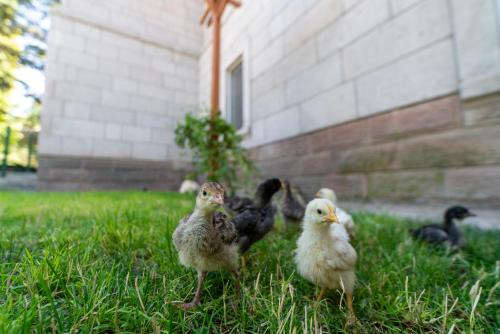 a group of ducks standing in the grass at SUNOLUS VINEYARDHOUSe in Kayseri