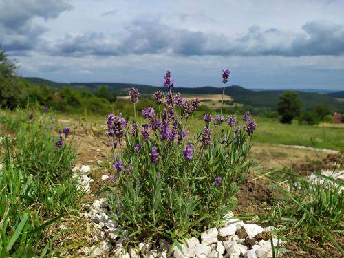 a bunch of purple flowers in a field at Káli Vineyard Estate in Köveskál