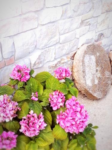 a bunch of pink flowers next to a rock at Agriturismo Casale Cerere in Lacedonia