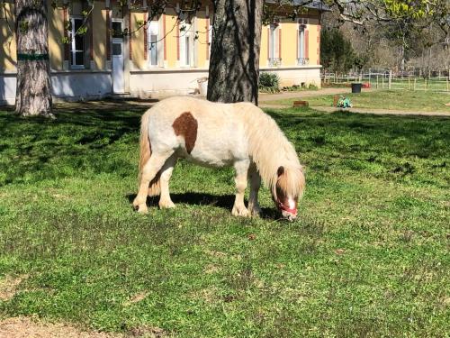 a small pony grazing in the grass in a yard at Gîte du campagnard du château de la Bouchatte in Chazemais