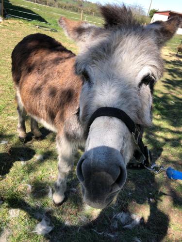 a donkey is standing in the grass looking at the camera at Gîte du campagnard du château de la Bouchatte in Chazemais