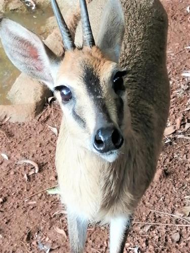 a gazelle is standing in the dirt at Ikamu's lodge in Germiston