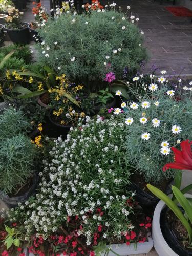 a garden of flowers and plants in pots at Super View in Ella
