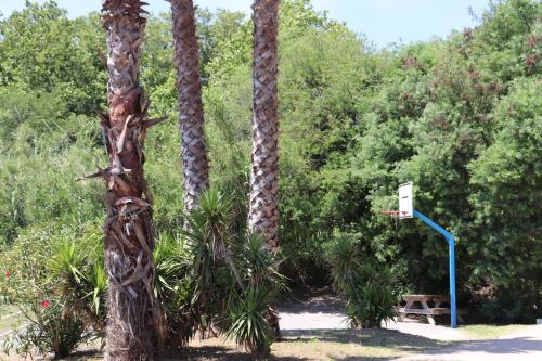 a group of three palm trees with a basketball hoop at Mobil Homes Vacances in Grimaud