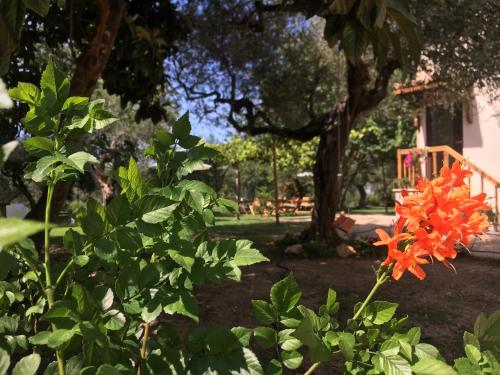 an orange flower in a garden with a tree at Az. Agr. Parco dei Buoi in Larino