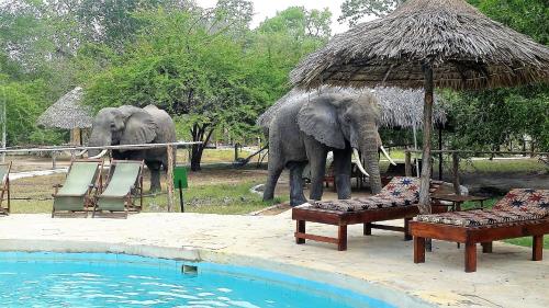 two elephants are standing next to a swimming pool at Africa Safari Selous Nyerere national park in Nyakisiku