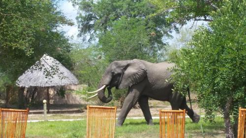 an elephant walking in the grass near a tree at Africa Safari Selous Nyerere national park in Nyakisiku