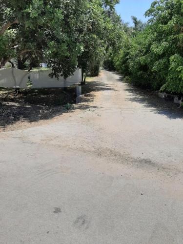 a dirt road with trees on the side of it at אוהל הזית in Maʼor