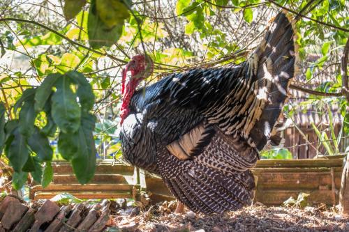 a large turkey is standing in the grass at Pousada Sonho Meu in Itanhandu
