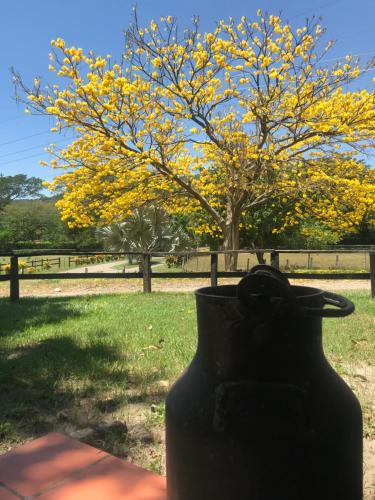 a black vase sitting in a field with a tree at Waka Hotel Rural in Honda