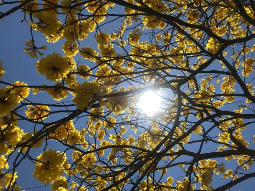 a flowering tree with the sun in the background at Waka Hotel Rural in Honda