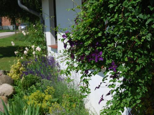 Zahrada ubytování Wohnung in Dargun mit Garten