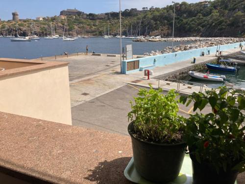 a potted plant sitting on a ledge next to a harbor at Casa del porticciolo di Capraia in Capraia