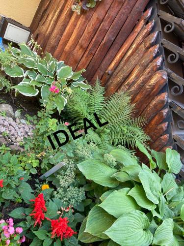 Ideal Hotelにある庭