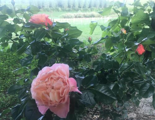 Ein Garten an der Unterkunft Monfrà - Ospitalità Rurale, Vigneti e Cantina