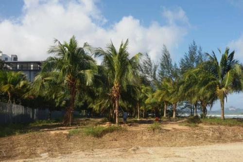 a group of palm trees on a sandy beach at OPAHOME@ Timurbay Seafront Residence 2BR Family suite Seaview and Poolview in Kuantan