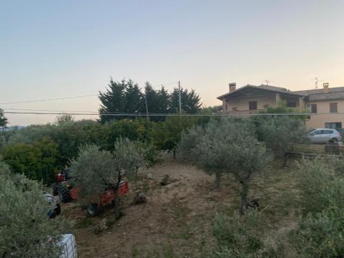an outdoor garden with olive trees and bushes at Agriturismo Casa Orsini in Montefalco
