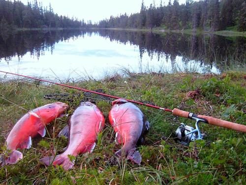 tres peces están sentados en el césped cerca de un lago en 6 person holiday home in Nordli, en Holand