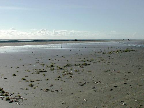 10 person holiday home in Bramming في Bramming: شاطئ به مجموعة من الأعشاب البحرية على الرمال