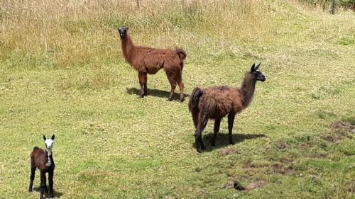 un grupo de llamas de pie en una colina de hierba en CABAÑA LA LIBELULA, en San Ignacio