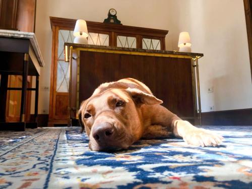 a large brown dog laying on a rug on the floor at Callas House in Budapest