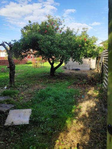 an apple tree in a yard next to a fence at Worcester Town Home & Garden in Hindlip
