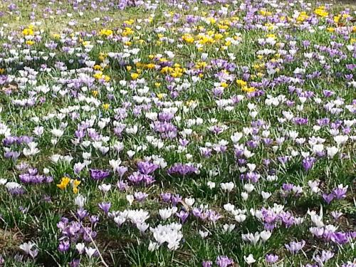 a field of purple and white flowers in the grass at Hotel Oybiner Hof in Kurort Oybin