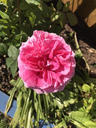 a pink flower is growing in a garden at Driftwood Seagrass in Par